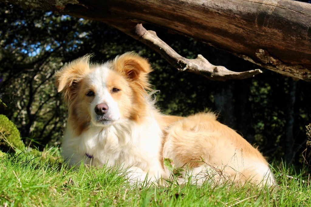 Les Border Collie de l'affixe des Gardiens de la Milandre