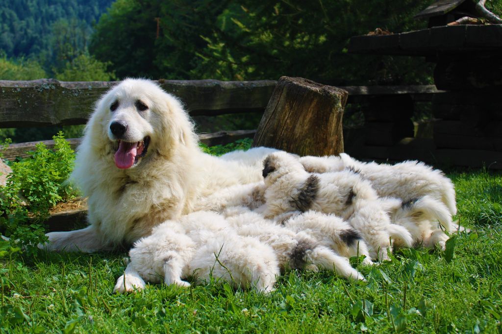 chiot Chien de Montagne des Pyrenees des Gardiens de la Milandre