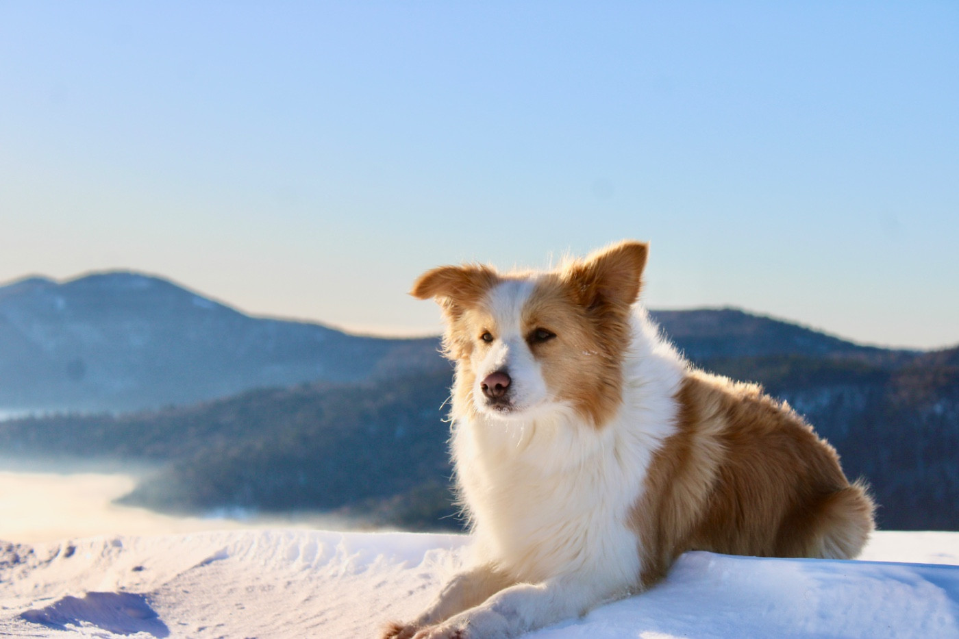 Mariage de Surya et Sangha