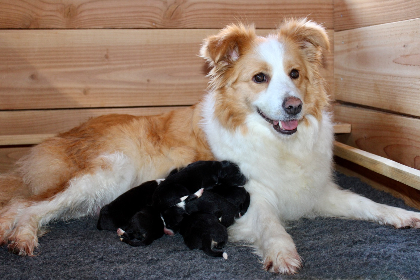 Naissance des bébés Border.