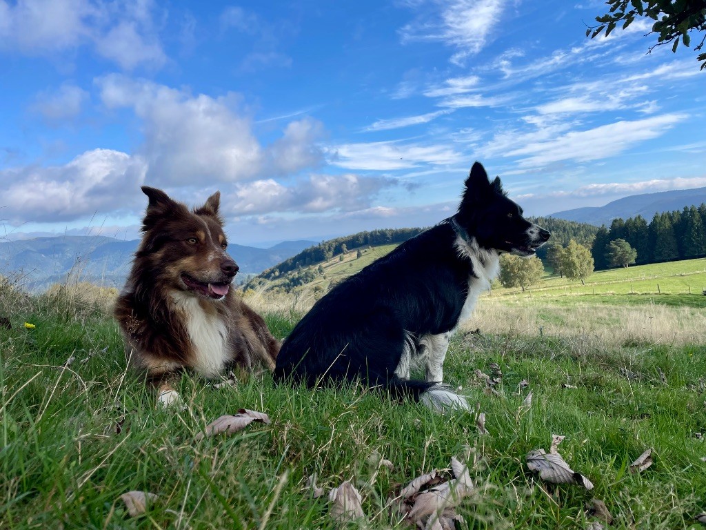 Mariage de Taya et Sangha 