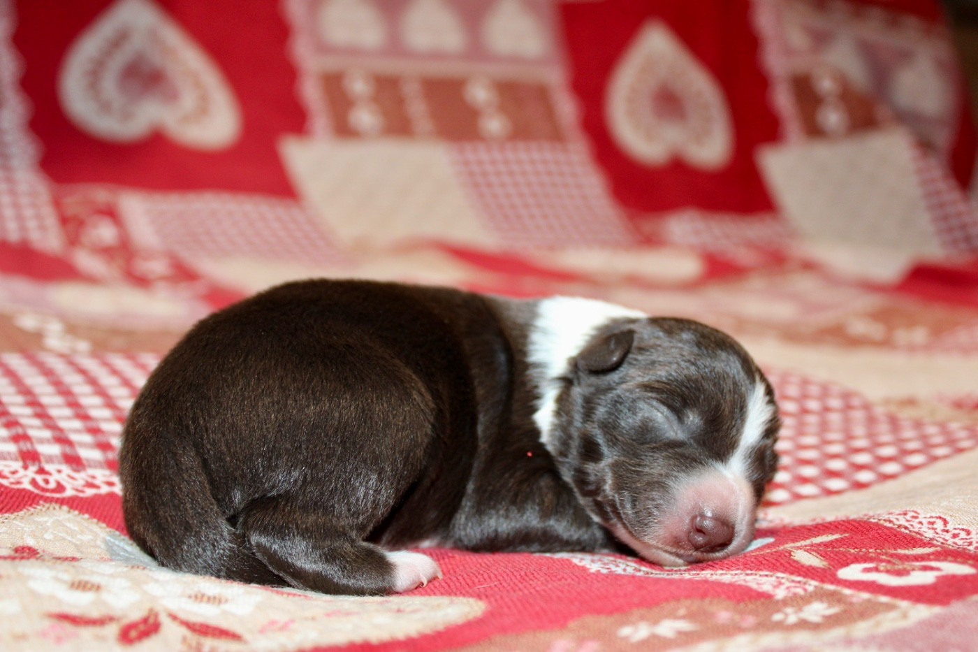 des Gardiens de la Milandre - Chiots disponibles - Border Collie