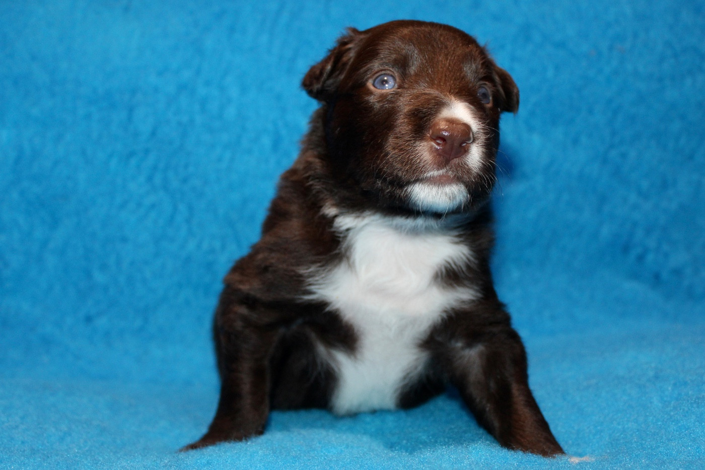 des Gardiens de la Milandre - Chiots disponibles - Border Collie