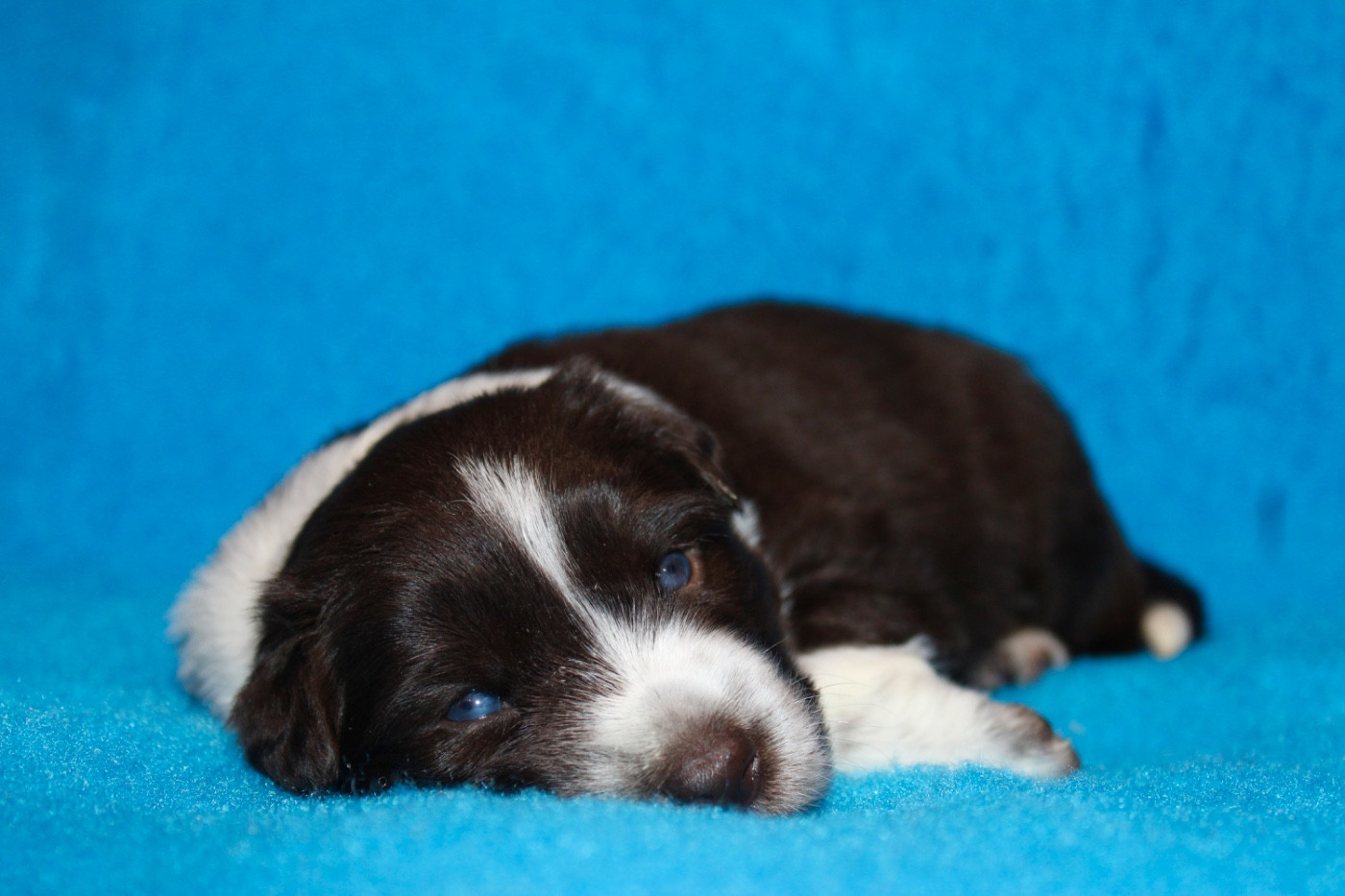 des Gardiens de la Milandre - Chiots disponibles - Border Collie
