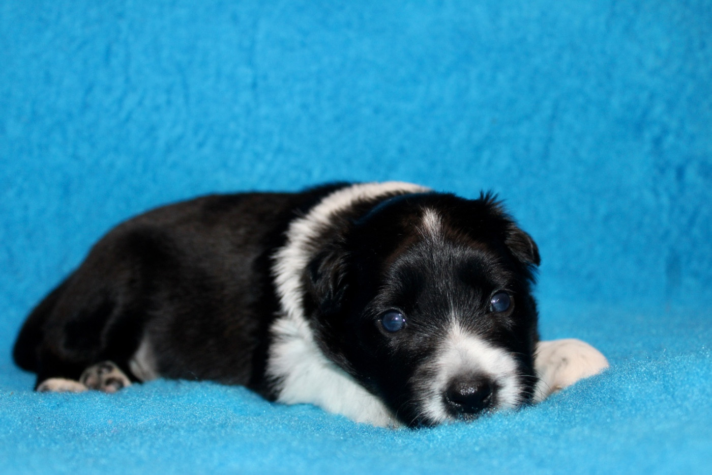 des Gardiens de la Milandre - Chiots disponibles - Border Collie