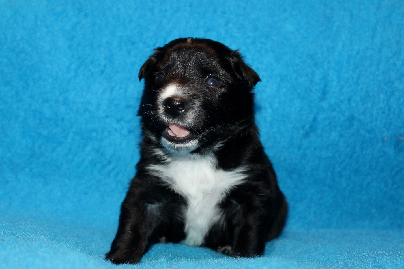 des Gardiens de la Milandre - Chiots disponibles - Border Collie