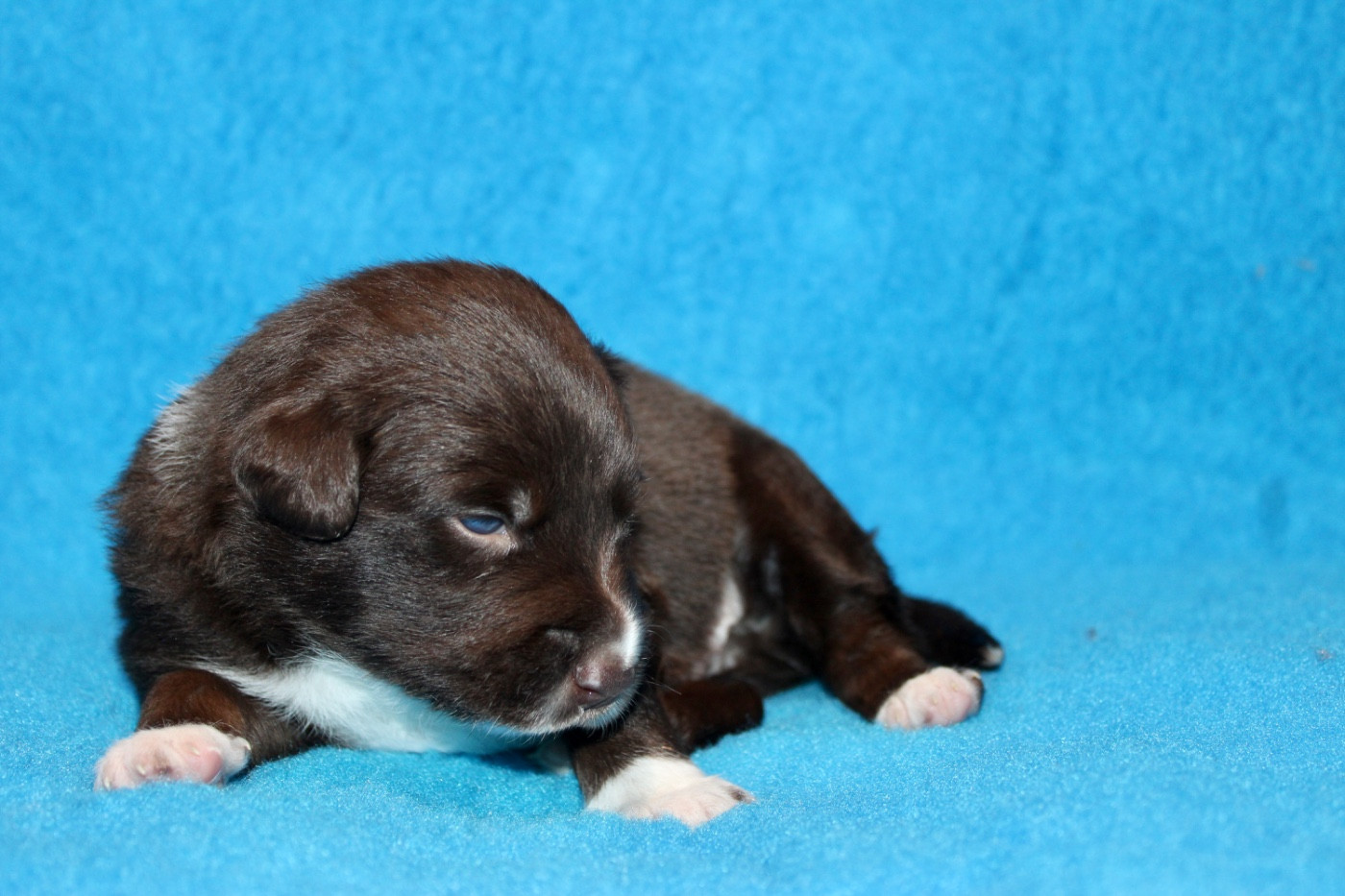 des Gardiens de la Milandre - Chiots disponibles - Border Collie