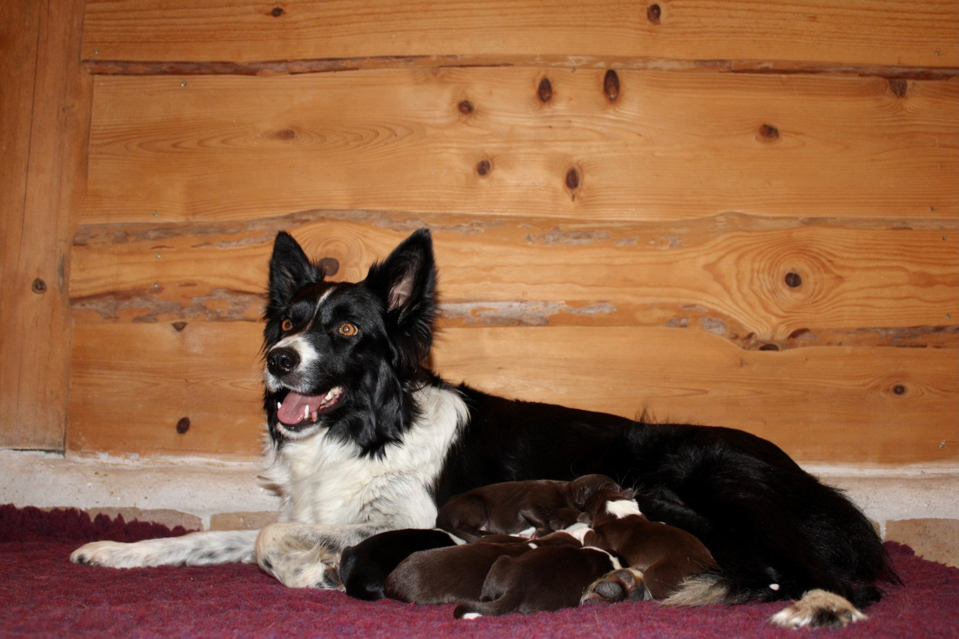 des Gardiens de la Milandre - Border Collie - Portée née le 25/11/2025