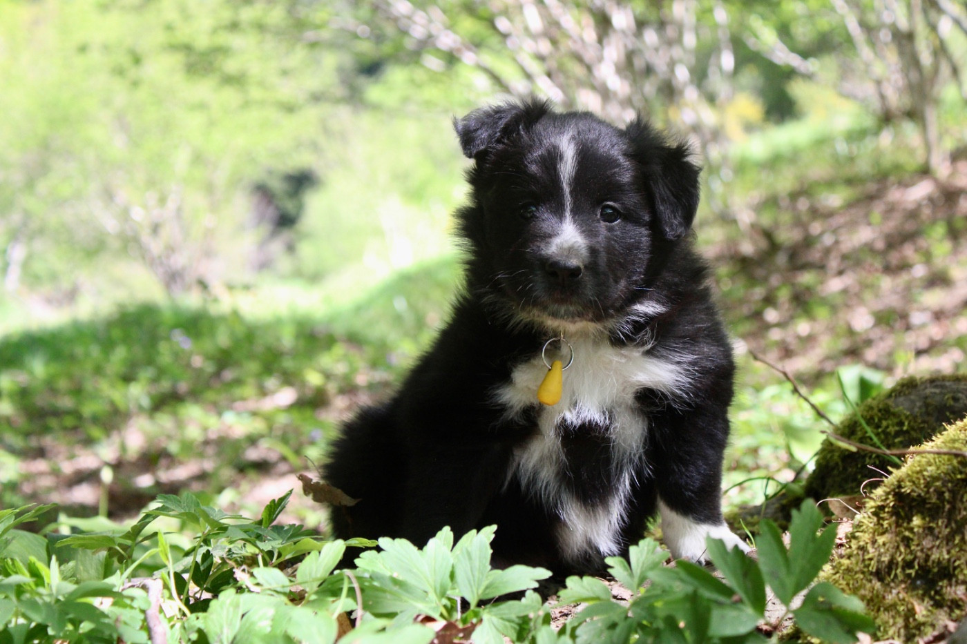 des Gardiens de la Milandre - Chiots disponibles - Border Collie
