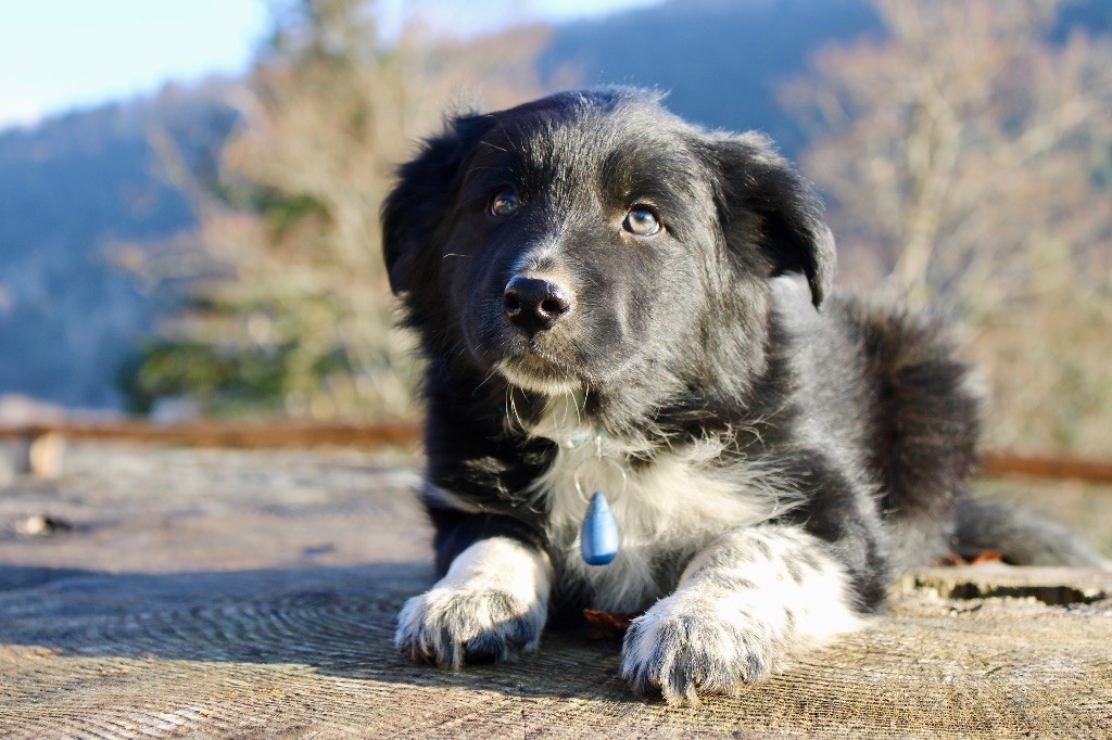des Gardiens de la Milandre - Border Collie - Portée née le 08/12/2024