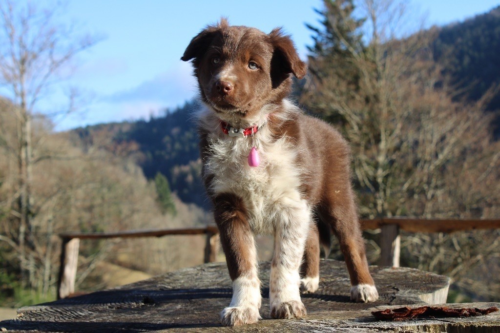 des Gardiens de la Milandre - Border Collie - Portée née le 08/12/2024