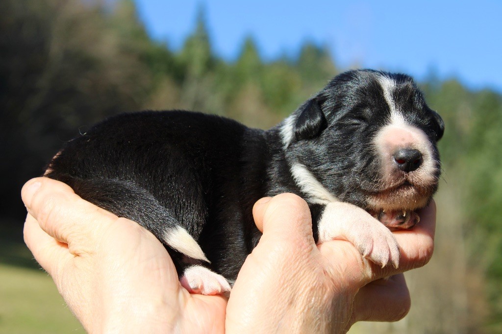 des Gardiens de la Milandre - Chiots disponibles - Border Collie